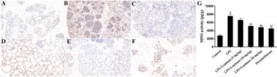 Protective Effects of Lentinan Against Lipopolysaccharide-Induced Mastitis in Mice